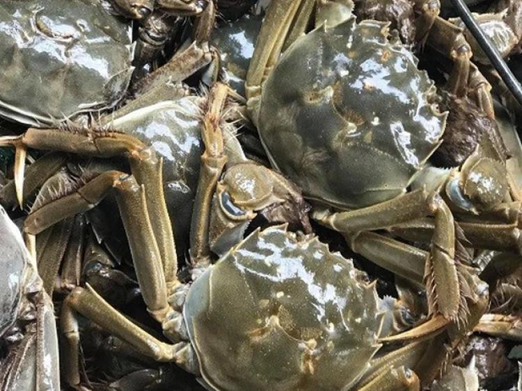 Loại cua chỉ có ở Bắc Giang, xưa giá siêu rẻ nay nửa triệu đồng/kg