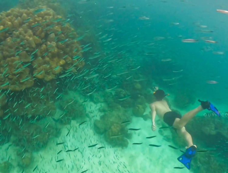 Lặn biển ngắm san hô ở Phuket đẹp đến không muốn lên bờ