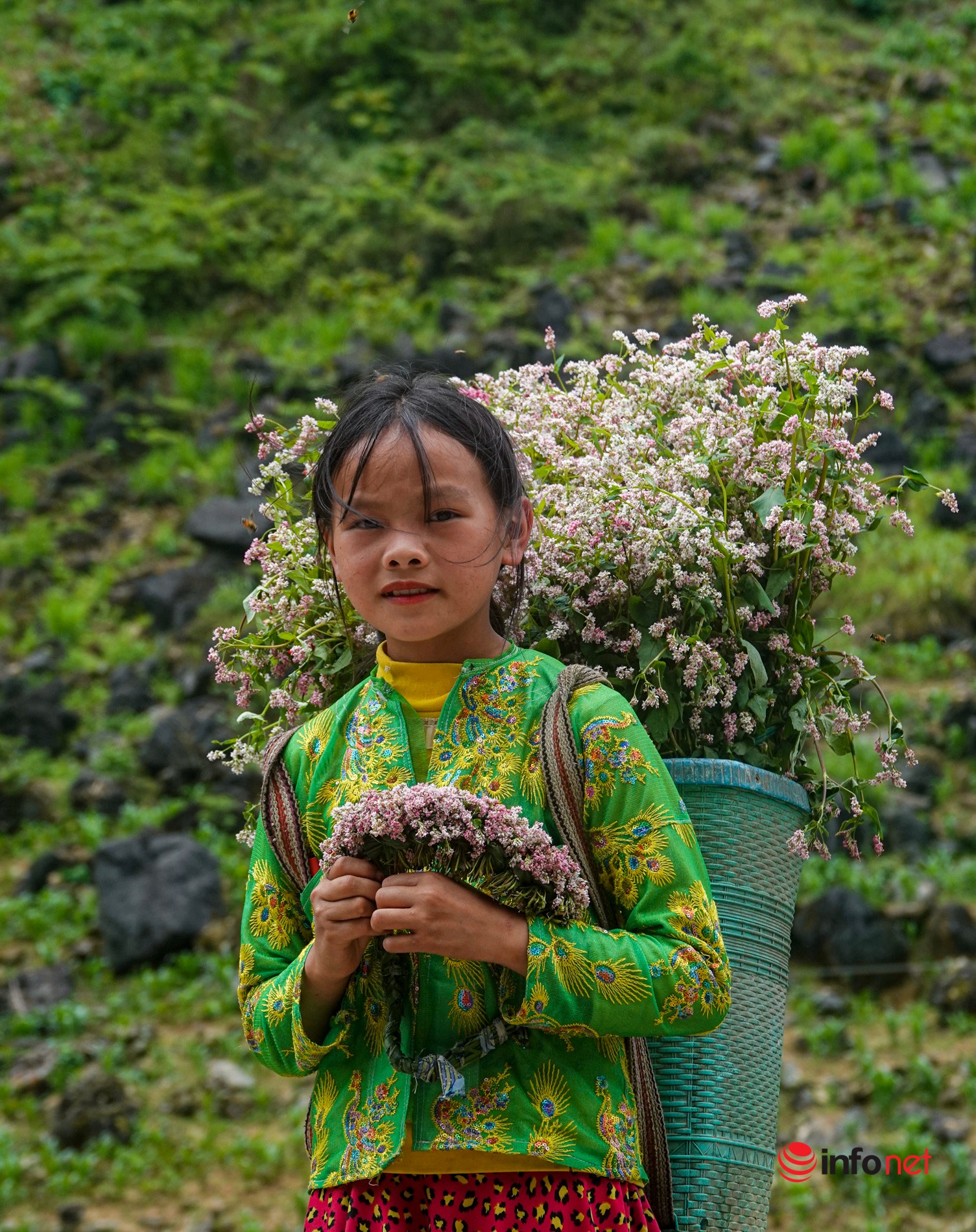 Mãn nhãn ngắm hoa tam giác mạch nở 'trái mùa' trên cao nguyên đá Hà Giang - 11