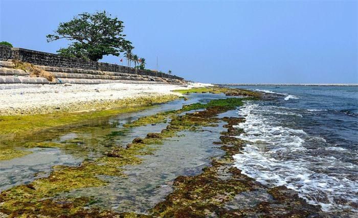 Rêu xanh trầm tích núi lửa ở đảo Lý Sơn - 9