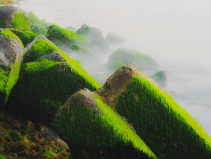 Rêu xanh trầm tích núi lửa ở đảo Lý Sơn
