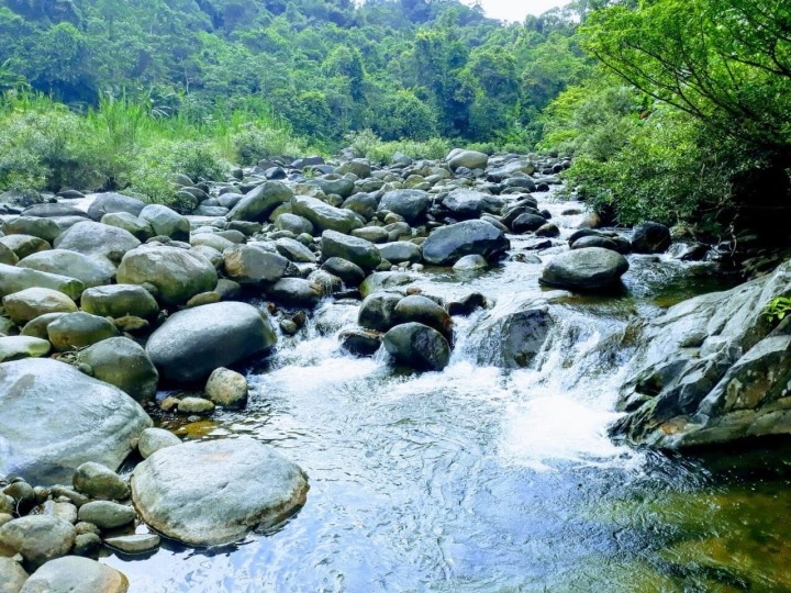Vẻ nguyên sơ tại khu rừng Việt Nam đầu tiên tìm thấy ‘kỳ lân châu Á’ - sao la - 11