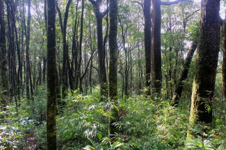 Vẻ nguyên sơ tại khu rừng Việt Nam đầu tiên tìm thấy ‘kỳ lân châu Á’ - sao la - 12
