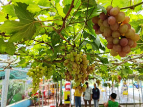 Sự kiện đặc sắc - Vườn nho trĩu quả, hút giới trẻ tới check-in tại Bạc Liêu