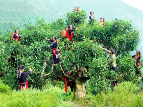  - Độc đáo ngôi nhà làm từ hơn 2 tấn trà Shan Tuyết cổ thụ ở Hà Giang