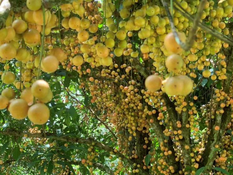 Việt Nam có loài 'quả dại' mọc kín thân cây, cư dân mạng TQ rủ nhau phải ăn 1 lần cho biết