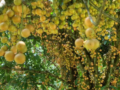 Ăn gì - Việt Nam có loài 'quả dại' mọc kín thân cây, cư dân mạng TQ rủ nhau phải ăn 1 lần cho biết