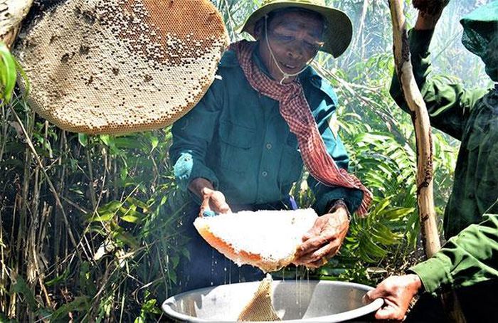 Thú vị nghề 'ăn ong' ở đất rừng U Minh Hạ - 7