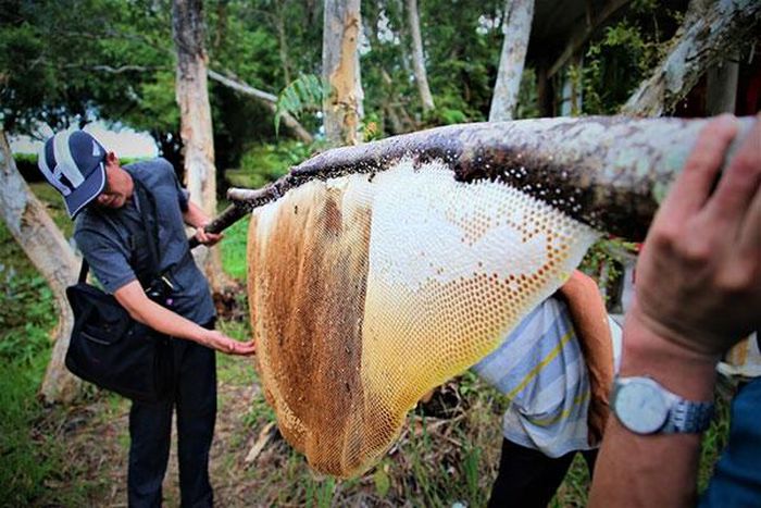 Thú vị nghề 'ăn ong' ở đất rừng U Minh Hạ - 8