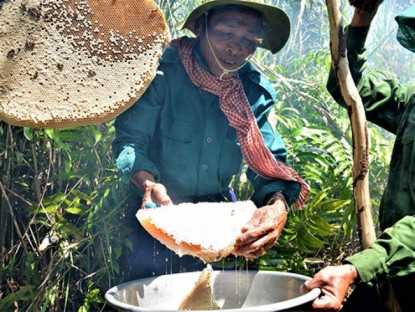 Du khảo - Thú vị nghề 'ăn ong' ở đất rừng U Minh Hạ