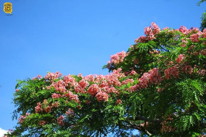 Đà Lạt mùa hè vẫn 'đẹp rụng rời' bởi màu sắc ngọt ngào của hoa phượng hồng - 2
