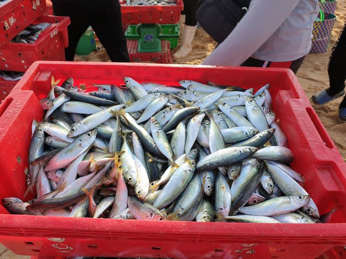 Huyên náo chợ cá bình minh trên bãi biển Quảng Bình - 7