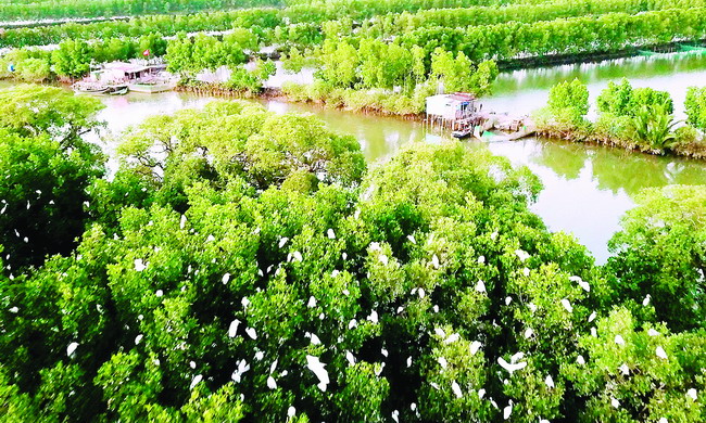 Trải nghiệm Cồn Chim- “Vùng sông nước miền Tây” của Bình Định - 2