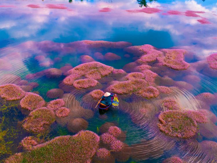 Ngất ngây trước vẻ đẹp của hồ tảo hồng ở Lâm Đồng