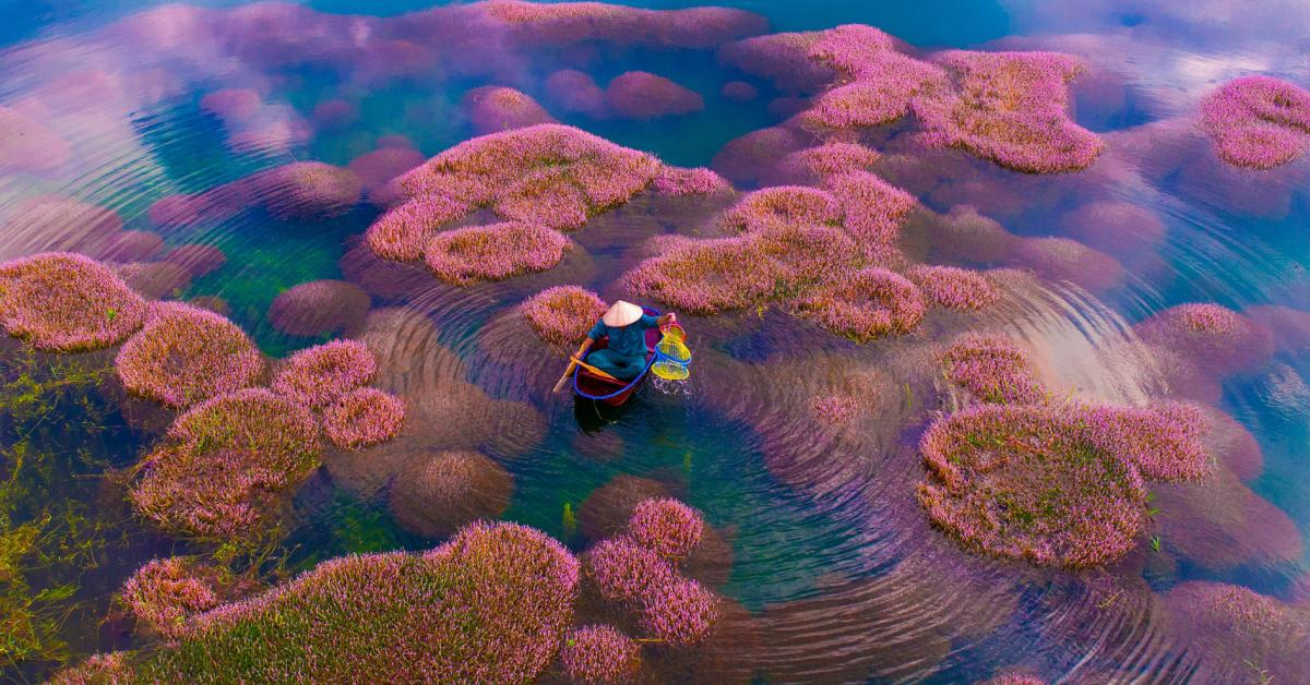 Những chùm tảo ở hồ tỏa hồng bung nở thành những khóm hoa màu hồng tím cực kỳ quyến rũ trên mặt nước