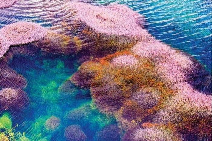 Ngất ngây trước vẻ đẹp của hồ tảo hồng ở Lâm Đồng - 3