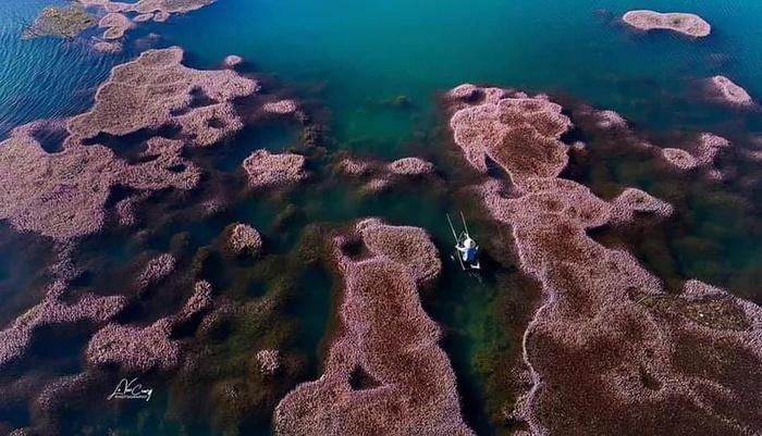 Ngất ngây trước vẻ đẹp của hồ tảo hồng ở Lâm Đồng - 1