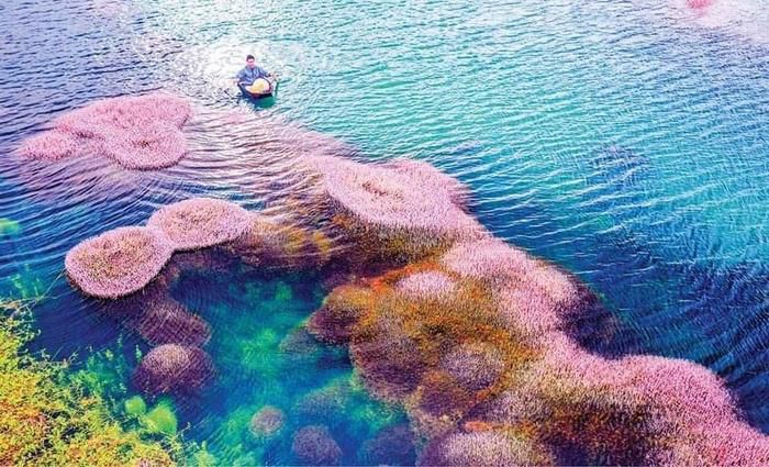 Ngất ngây trước vẻ đẹp của hồ tảo hồng ở Lâm Đồng - 2