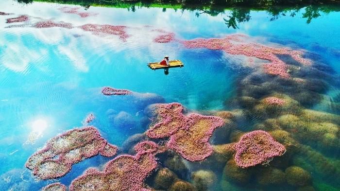 Ngất ngây trước vẻ đẹp của hồ tảo hồng ở Lâm Đồng - 4