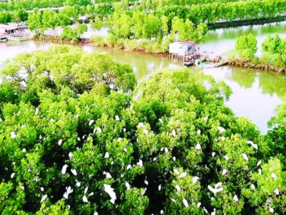 Du khảo - Trải nghiệm Cồn Chim- “Vùng sông nước miền Tây” của Bình Định