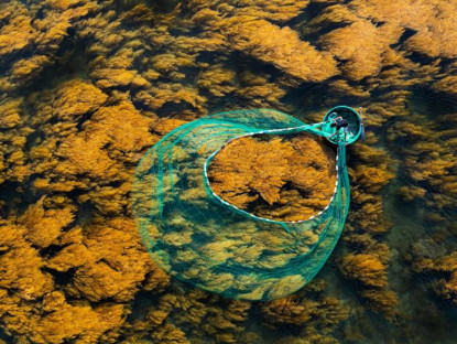 Du khảo - Mùa rong biển tựa cánh đồng dưới nước ở Quy Nhơn