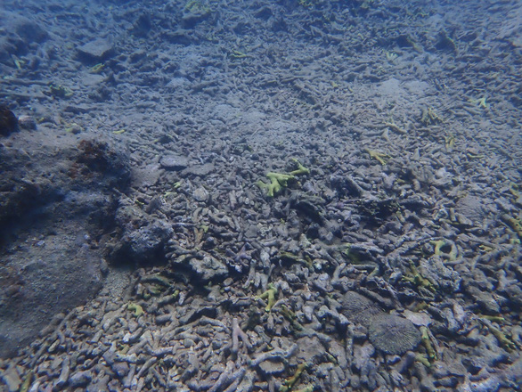 Nỗi đau san hô chết ở vịnh Nha Trang: Cứu ngay bây giờ hoặc không bao giờ'! - 2