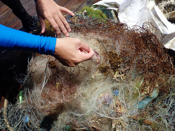 Nỗi đau san hô chết ở vịnh Nha Trang: Cứu ngay bây giờ hoặc không bao giờ'! - 6