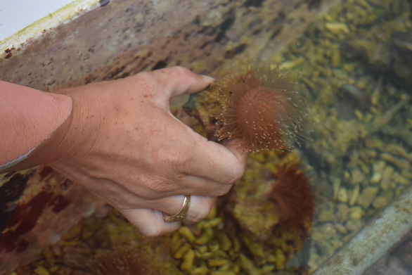 Nỗi đau san hô chết ở vịnh Nha Trang: Cứu ngay bây giờ hoặc không bao giờ'! - 7