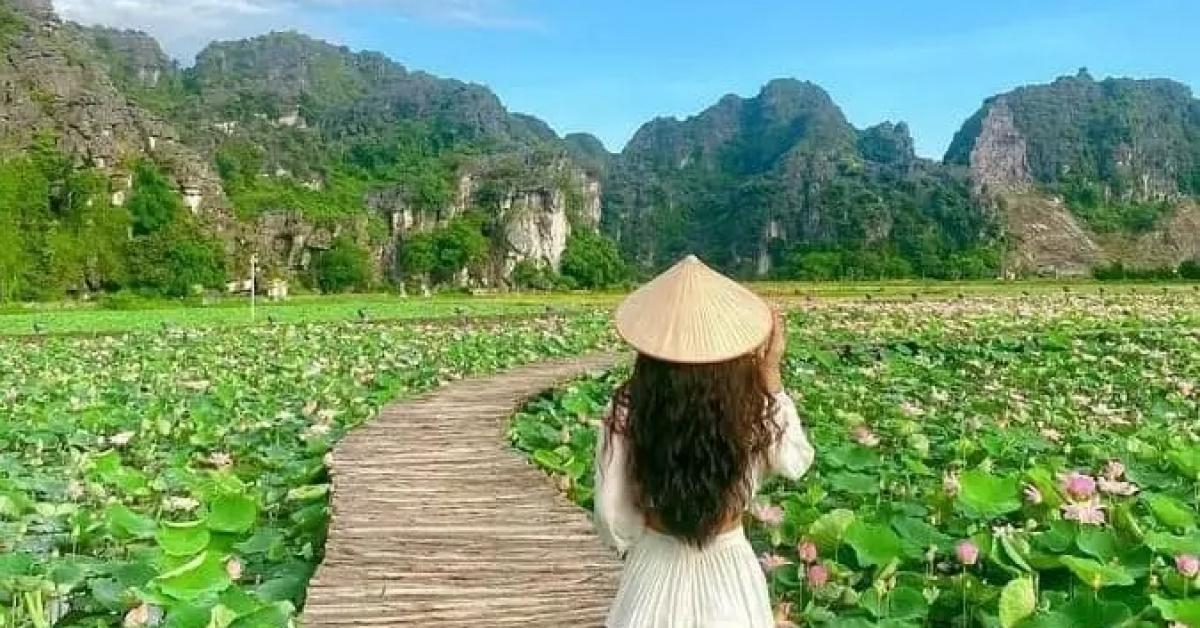 Đầm sen cánh nhỏ nở rộ đẹp lung linh, du khách lặn lội 100km về Ninh Bình chụp ảnh