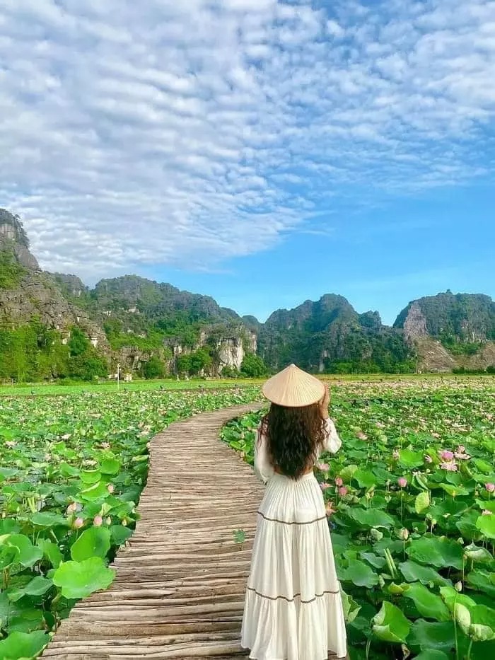 Đầm sen cánh nhỏ nở rộ đẹp lung linh, du khách lặn lội 100km về Ninh Bình chụp ảnh - 11