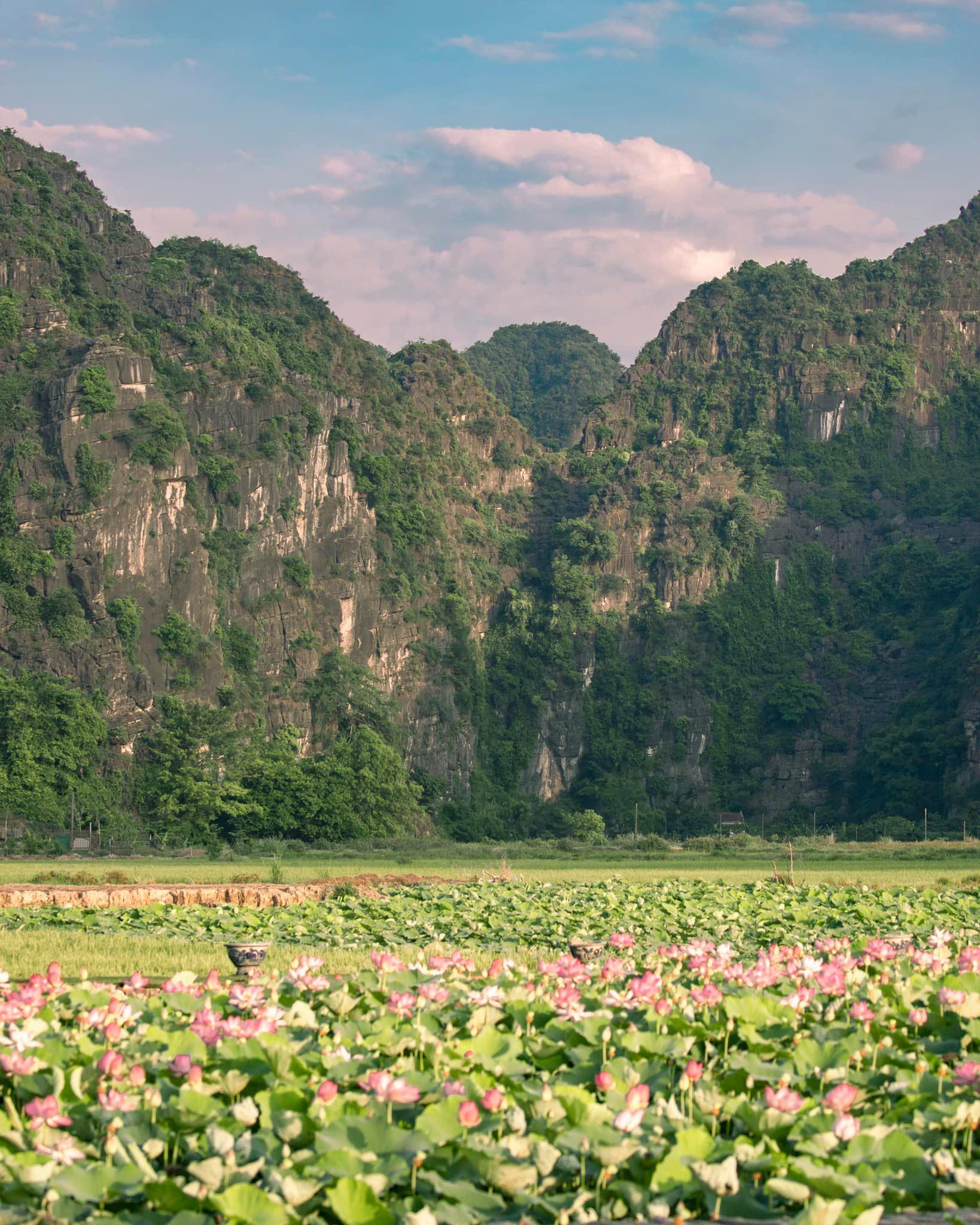 Đầm sen cánh nhỏ nở rộ đẹp lung linh, du khách lặn lội 100km về Ninh Bình chụp ảnh - 16
