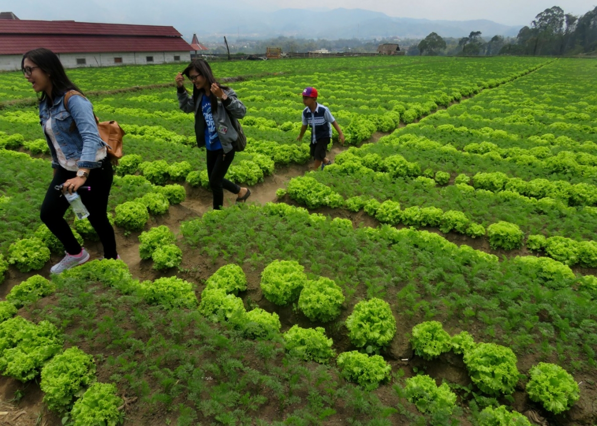Hàng trăm làng du lịch tạo điểm tựa mới cho Indonesia - 1