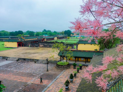 Giải trí - Đẹp nao lòng mùa ngô đồng đơm hoa ở Hoàng thành Huế