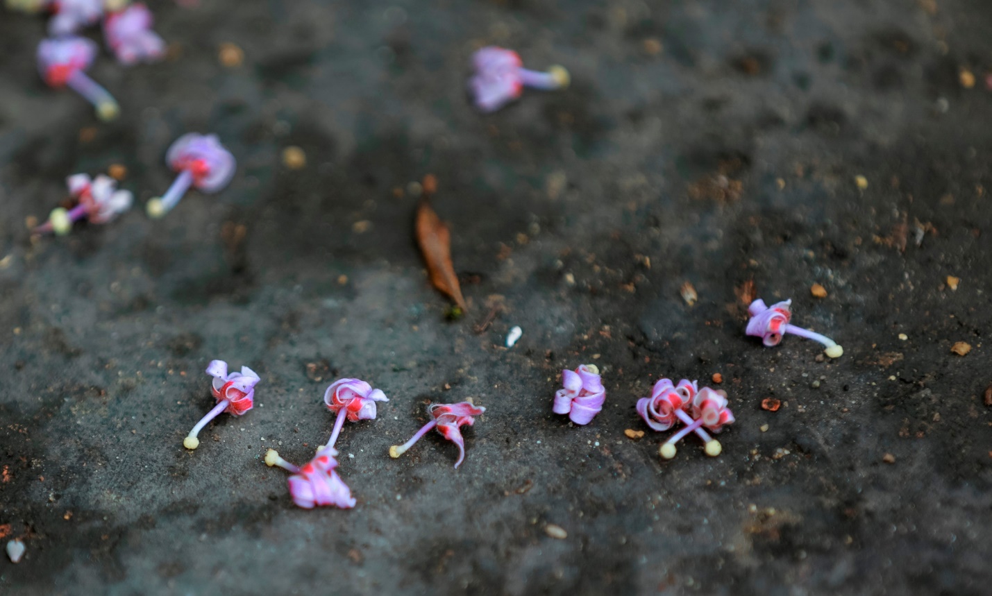 Đẹp nao lòng mùa ngô đồng đơm hoa ở Hoàng thành Huế - 7