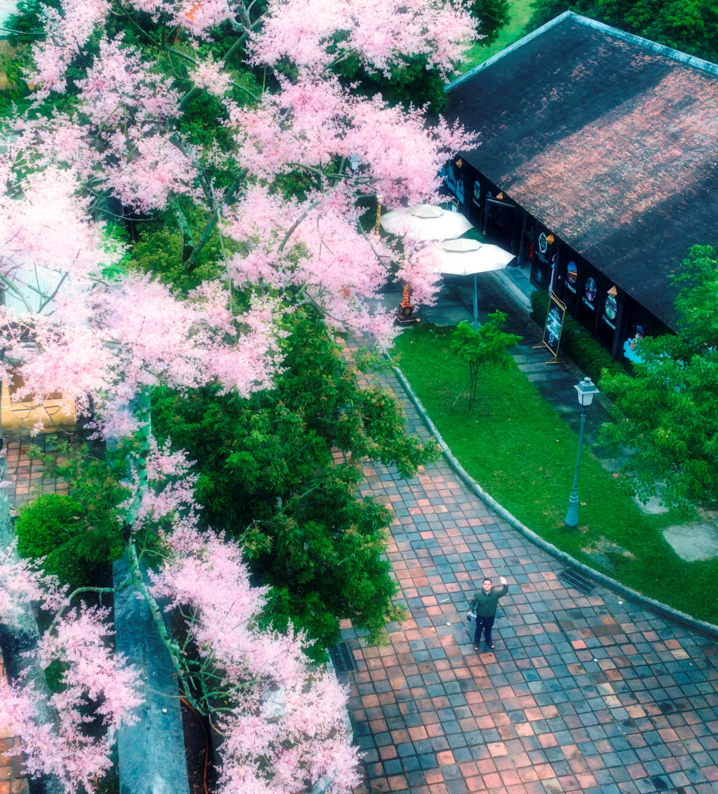 Đẹp nao lòng mùa ngô đồng đơm hoa ở Hoàng thành Huế - 8
