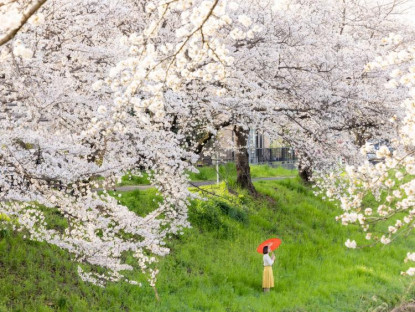 Du khảo - Mùa hoa anh đào đẹp phủ hồng trời Nhật Bản