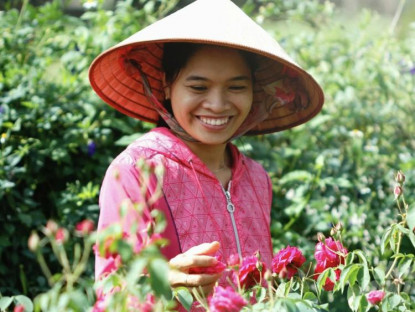 Mua sắm - Sản xuất trà hoa hồng hữu cơ, bán 1,5 triệu đồng/kg