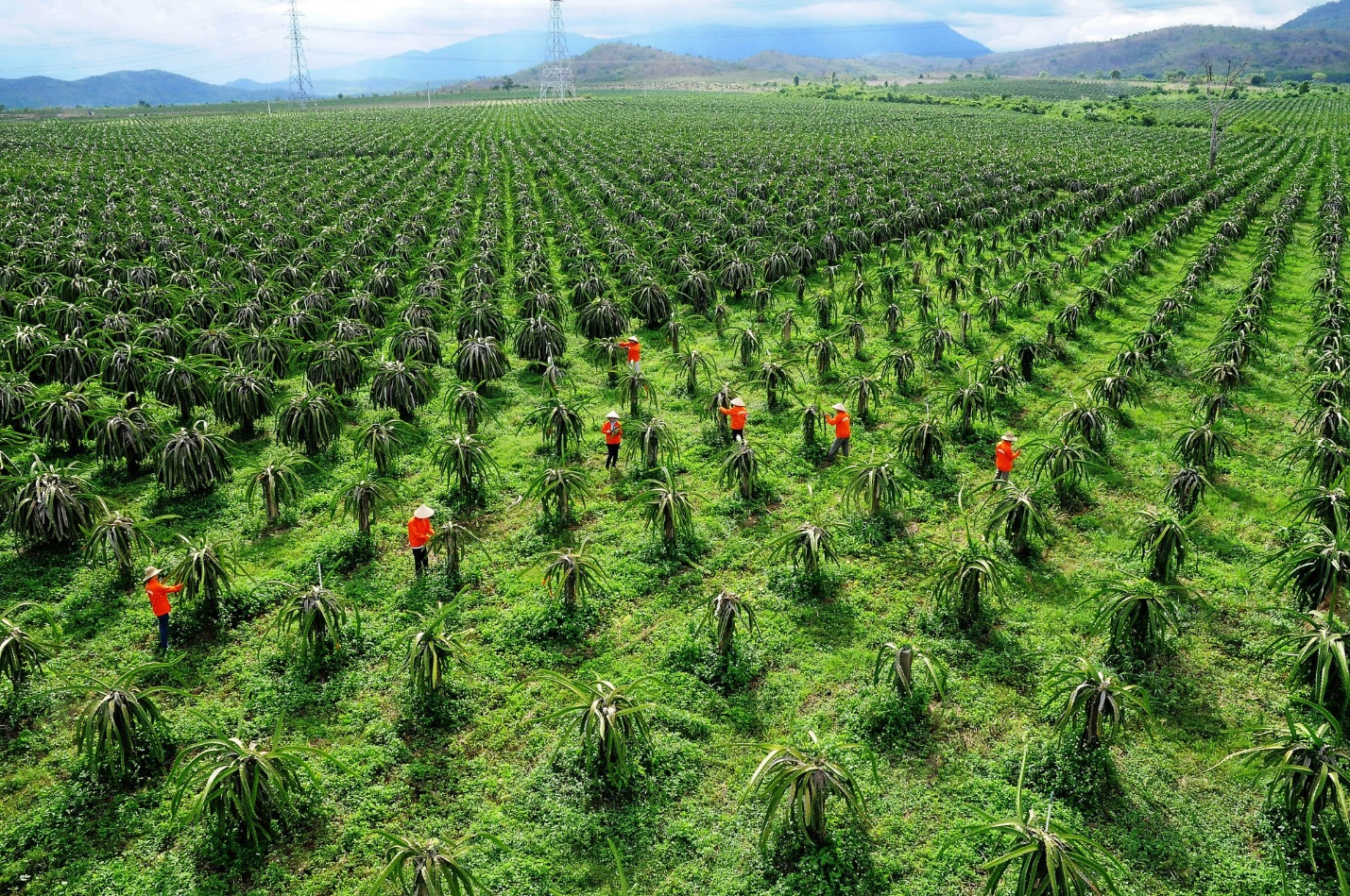 Khách du lịch đến đông, Phan Thiết "cháy phòng" trong dịp lễ 30/4 và 1/5 - 10