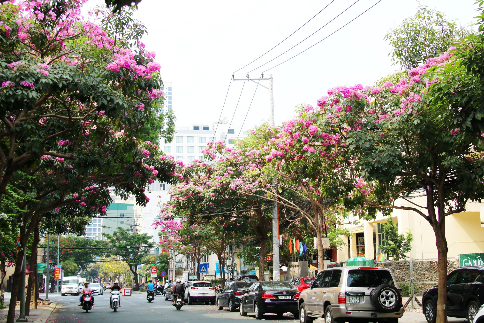 Con đường thảm hoa lãng mạn ở Nha Trang - 1