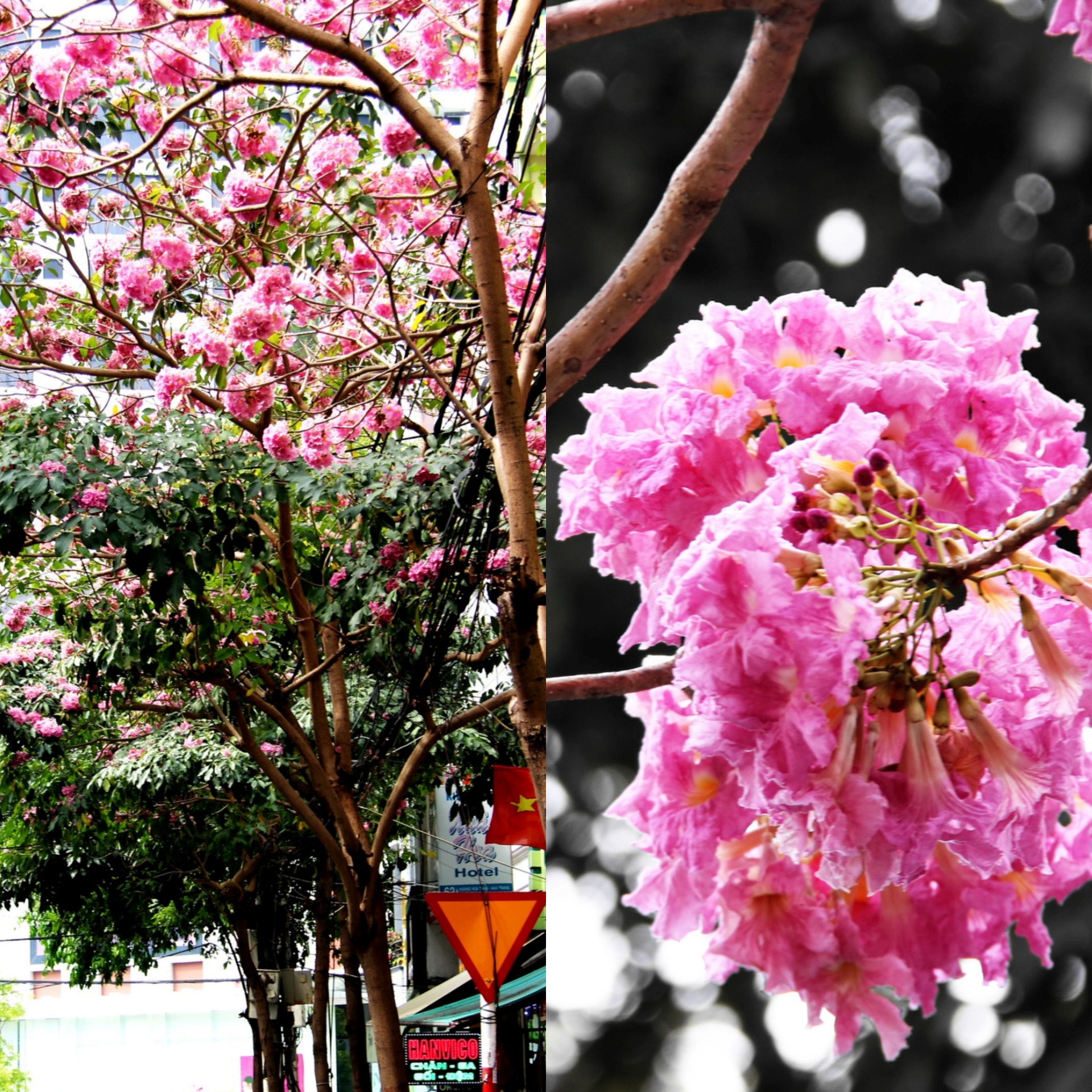 Con đường thảm hoa lãng mạn ở Nha Trang - 3