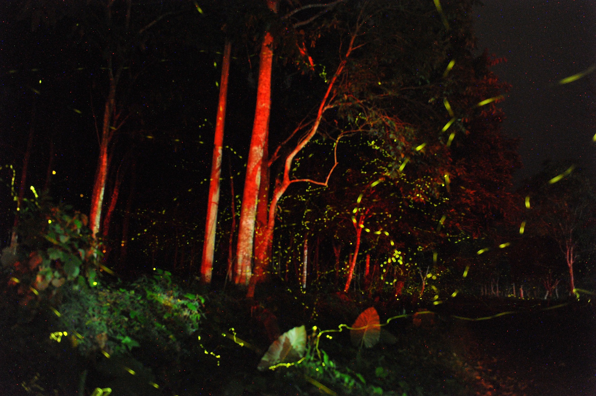 Giữa đêm, 'ngàn sao' sáng rực bỗng hiện ra ở rừng Cúc Phương - 3