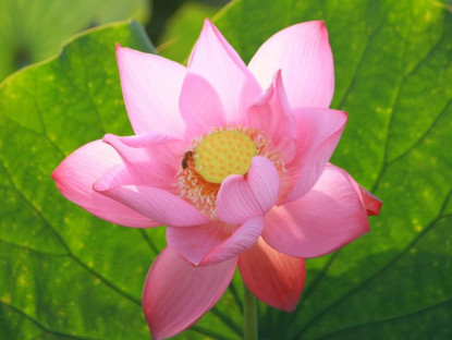Chiêm ngưỡng sắc hồng mùa sen ở làng quê xứ Huế