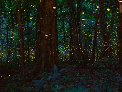 Du khảo - Giữa đêm, 'ngàn sao' sáng rực bỗng hiện ra ở rừng Cúc Phương