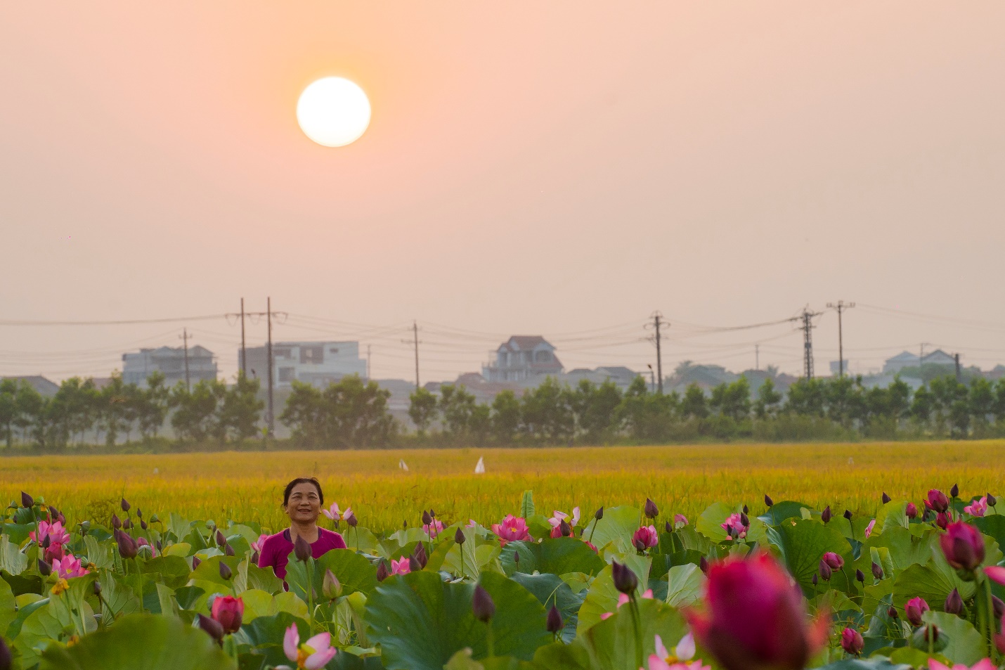 Chiêm ngưỡng sắc hồng mùa sen ở làng quê xứ Huế - 5