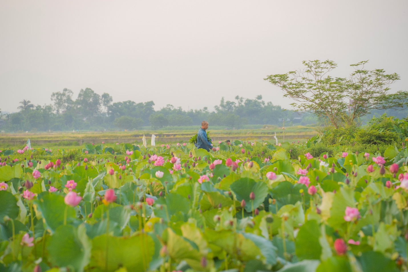 Chiêm ngưỡng sắc hồng mùa sen ở làng quê xứ Huế - 2