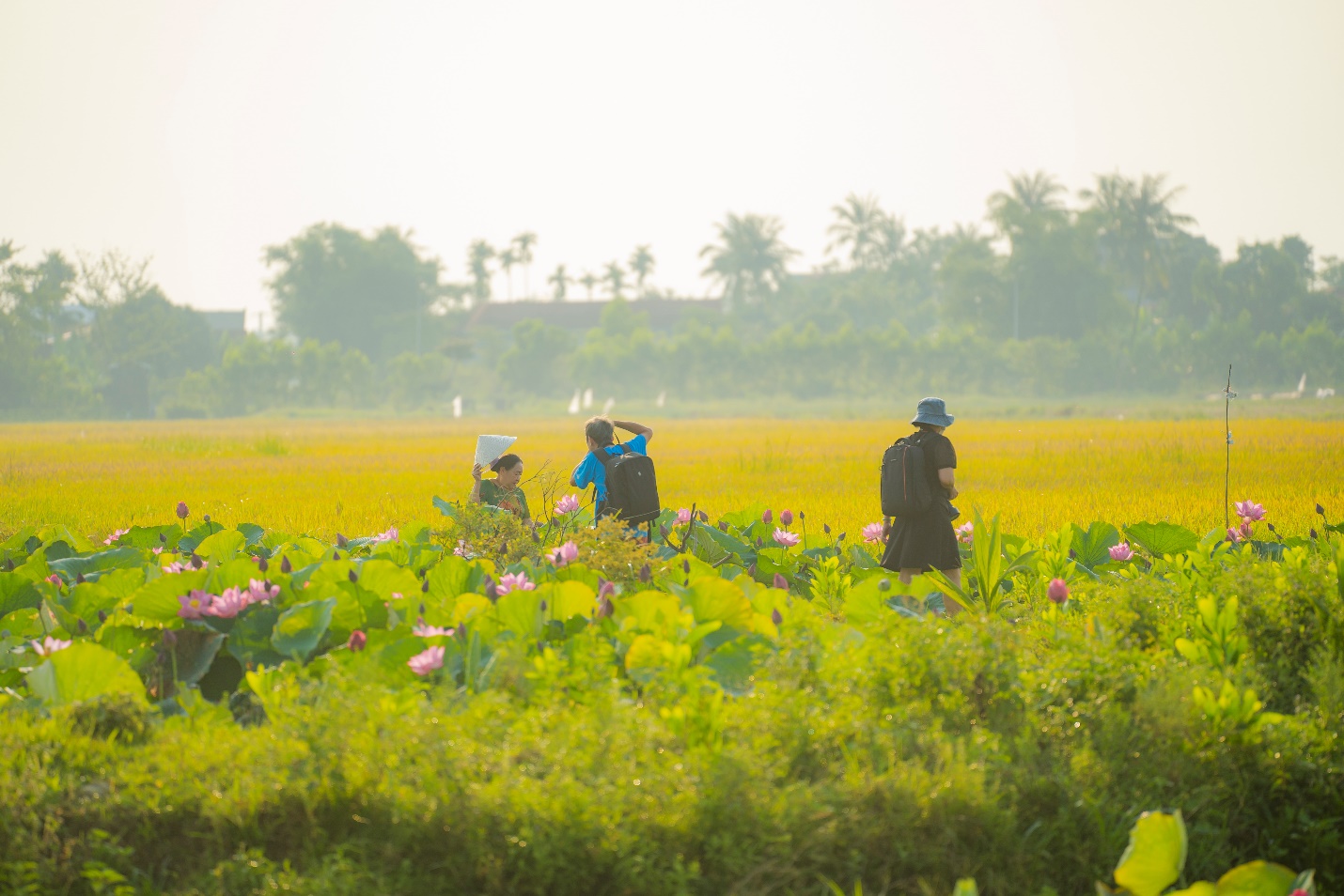 Chiêm ngưỡng sắc hồng mùa sen ở làng quê xứ Huế - 11