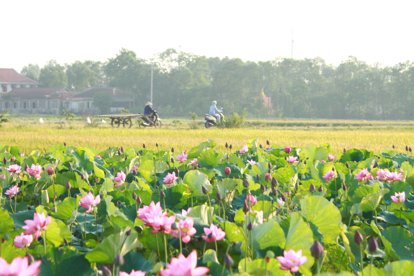 Chiêm ngưỡng sắc hồng mùa sen ở làng quê xứ Huế - 16