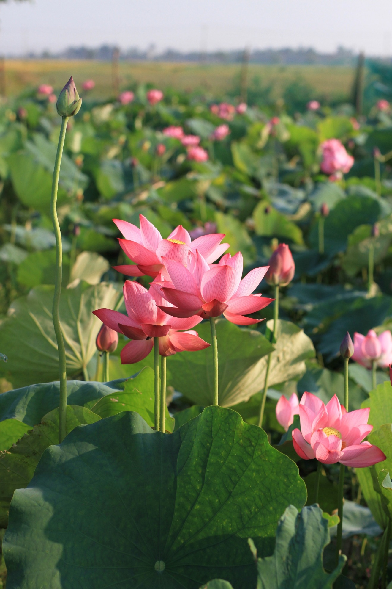 Chiêm ngưỡng sắc hồng mùa sen ở làng quê xứ Huế - 15