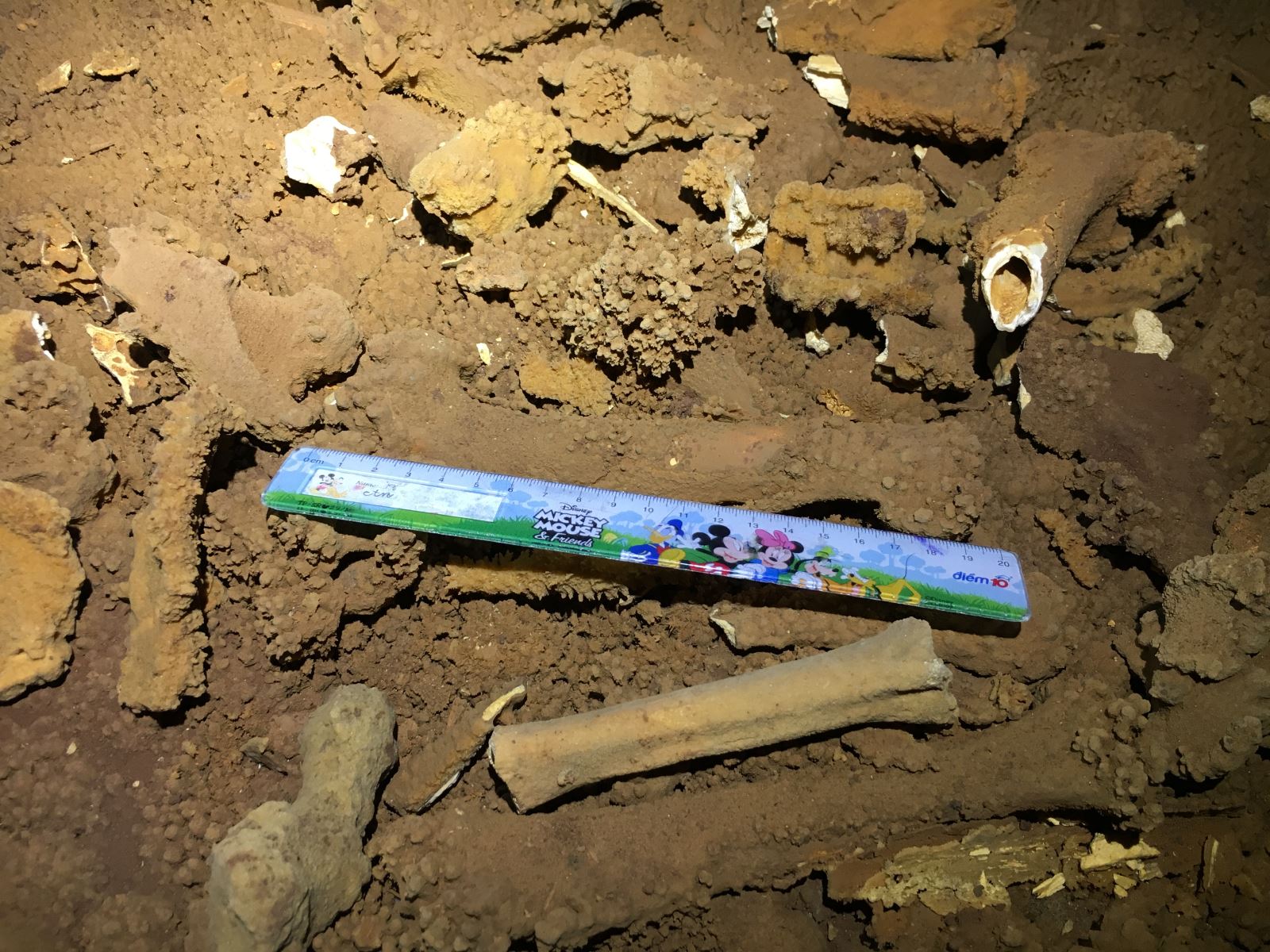 Phát hiện hóa thạch loài thú cổ trong hang động ở Vịnh Hạ Long - 1