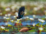 Ngỡ ngàng với vẻ đẹp của các loài chim nước ở Việt Nam
